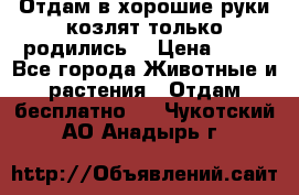 Отдам в хорошие руки козлят.только родились. › Цена ­ 20 - Все города Животные и растения » Отдам бесплатно   . Чукотский АО,Анадырь г.